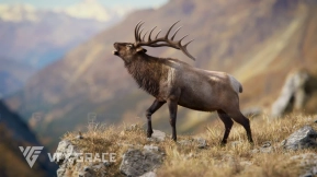 雄性麋鹿 Male Elk Animated Blender 3D Model