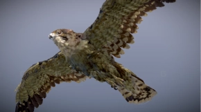 棕色猎鹰隼鸟模型 Brown Falcon