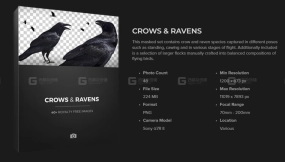 乌鸦与渡鸦Alphas贴图  Crows & Ravens