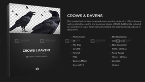 乌鸦与渡鸦Alphas贴图  Crows & Ravens