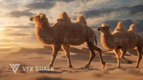 骆驼模型 VFX Grace – Bactrian Camel Animated
