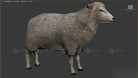 绵羊 Sheep 22