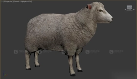 绵羊 Sheep 22