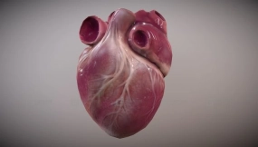 人类心脏动画版 Human Heart [Animated]