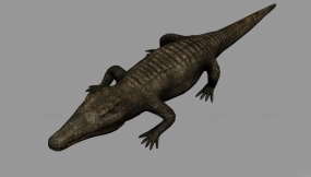 鳄鱼-Crocodile 3D model-4-0