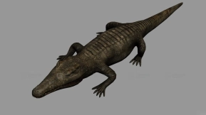 鳄鱼-Crocodile 3D model-4-0