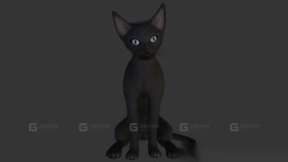 斯芬克斯猫 Sphynx Cats 7