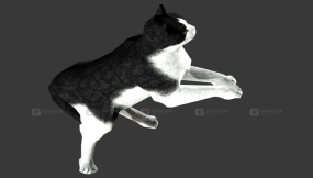 猫（薛定谔） Cat (Schroedinger) 29