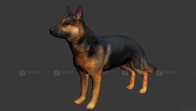 牧羊犬 Shepherd Dog 3