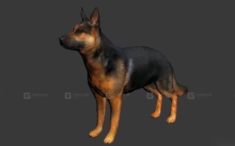 牧羊犬 Shepherd Dog 3