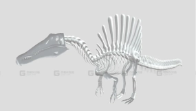 棘龙恐龙骨架模型 Spinosaurus Skeleton