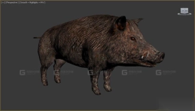 野猪 Boar 31