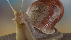 花园蜗牛  Garden Snail