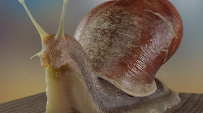 花园蜗牛  Garden Snail