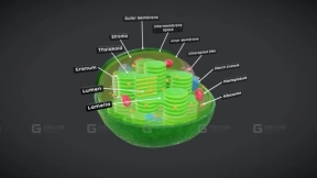 叶绿体——精细植物细胞器模型 - Chloroplast – Detailed Plant Cell Organelle