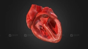 3D动画写实人体心脏V1.0 3d Animated Realistic Human Heart V1.0