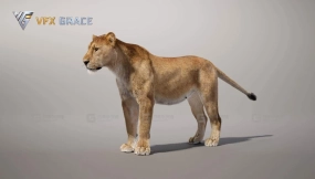 写实狮子模型附带绑定动画   Lioness Animated - Unreal Engine Character Asset