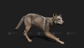 逼真狼3D模型 2.0 Realistic Wolf 3D Model 2.0