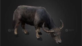 亚洲水牛模型 Asian Buffalo - Water Buffalo Realistic
