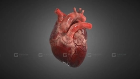 写实人体心脏 Realistic Human Heart