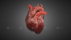 写实人体心脏 Realistic Human Heart