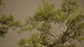 【UE】植被系列VOL.13 - 南方橡树林（支持Nanite与低多边形版本） Foliage VOL.13 - Southern Oak Trees (Nanite and Low Poly)