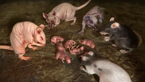 【UE】老鼠完整包  Rats Complete Pack