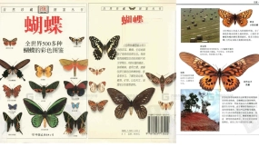 五百多种蝴蝶图鉴美术参考素材 500 butterfly illustration art reference materials