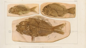 古代鱼类化石图鉴手绘参考图片素材 Ancient fish fossil illustrated hand-drawn reference image materials