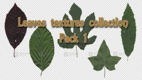 树叶贴图合集1 Leaves Textures Collection Pack 1