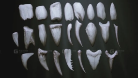 牙齿模型 TEETH - Zbrush 24 Assorted Teeth IMM Brush