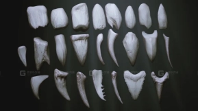 牙齿模型 TEETH - Zbrush 24 Assorted Teeth IMM Brush