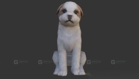 西施犬 Shih Tzu 6