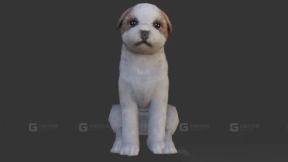 西施犬 Shih Tzu 6