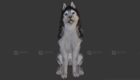 哈士奇 Husky 10