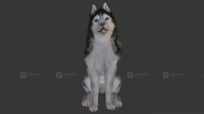 哈士奇 Husky 10