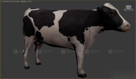 牛 Cow 25