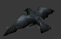 乌鸦 Crow 3