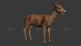 狍子 Roe deer 9