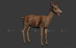 狍子 Roe deer 9