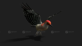 逼真动画啄木鸟3D模型 Realistic Animated Woodpecker 3D Model