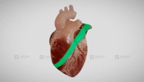 人类心脏跳动 human heart beating