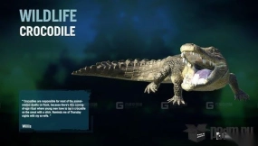 鳄鱼 Crocodile 31