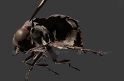 苍蝇-Bloathfly 3D model-1-0