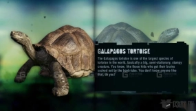 加拉帕戈斯象龟 Galapagos Tortoise 30