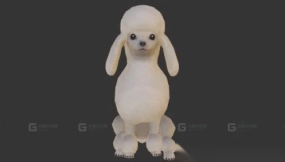 贵宾犬 Pudel 4