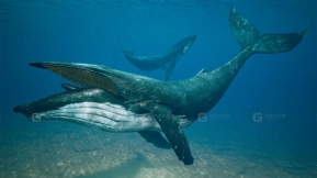 【UE】座头鲸模型  Humpback Whale