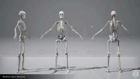 【UE】逼真人体骨架骷髅 Realistic Base Skeleton