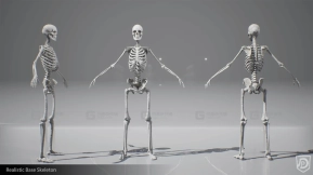 【UE】逼真人体骨架骷髅 Realistic Base Skeleton