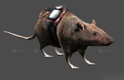 鼠 Rat 1